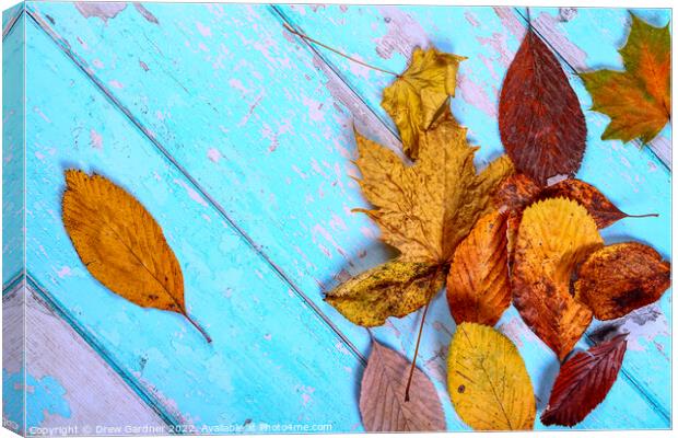 Autumn Leaves Canvas Print by Drew Gardner