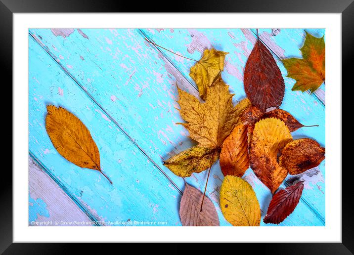 Autumn Leaves Framed Mounted Print by Drew Gardner