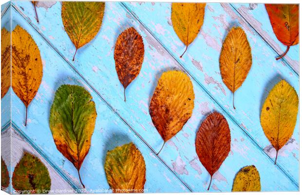 Autumnal Leaves Canvas Print by Drew Gardner