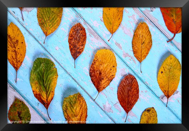Autumnal Leaves Framed Print by Drew Gardner