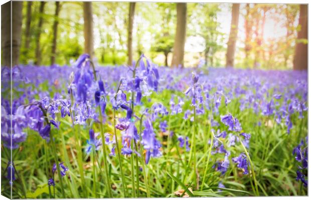 Bluebells Woods Canvas Print by Picture Wizard
