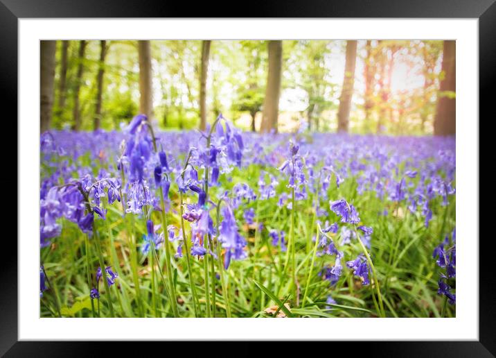 Bluebells Woods Framed Mounted Print by Picture Wizard