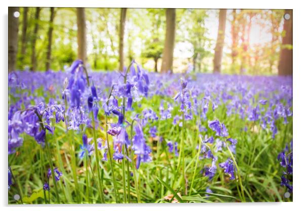 Bluebells Woods Acrylic by Picture Wizard