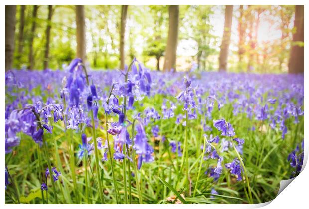 Bluebells Woods Print by Picture Wizard