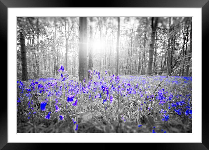Bluebell Blue Framed Mounted Print by Picture Wizard