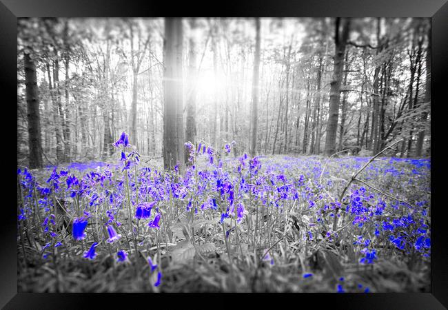 Bluebell Blue Framed Print by Picture Wizard