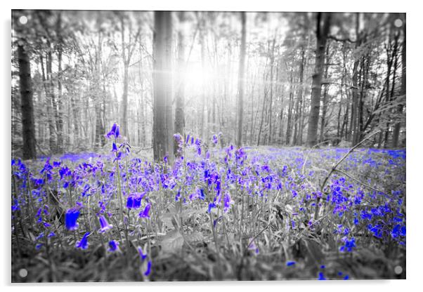 Bluebell Blue Acrylic by Picture Wizard
