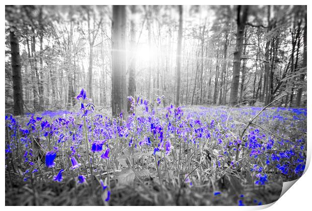 Bluebell Blue Print by Picture Wizard