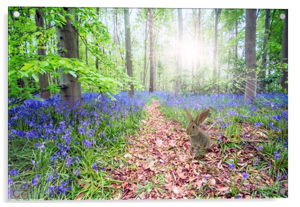 Bunny and Bluebells Acrylic by Picture Wizard