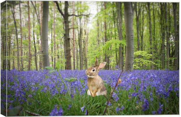 Bunny In The Bluebells Canvas Print by Picture Wizard