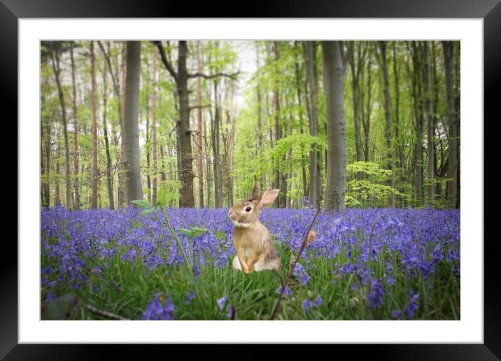 Bunny In The Bluebells Framed Mounted Print by Picture Wizard