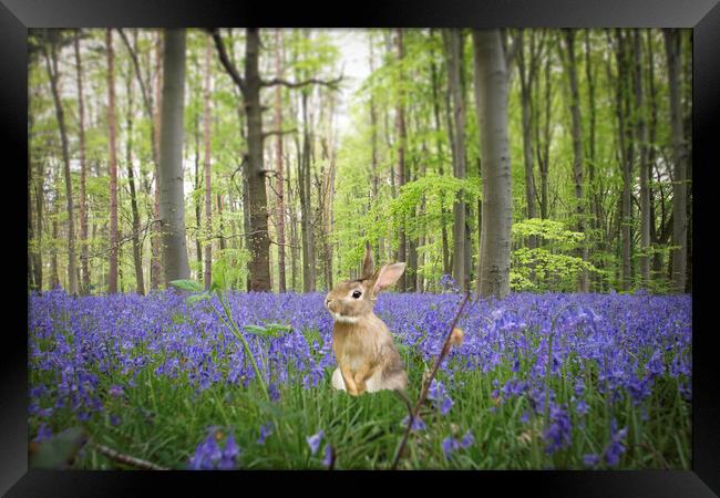 Bunny In The Bluebells Framed Print by Picture Wizard