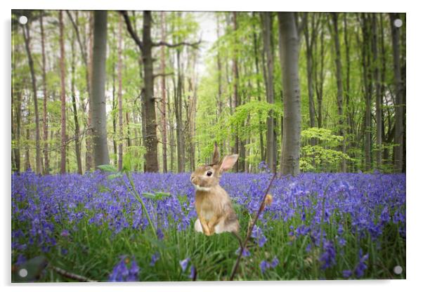 Bunny In The Bluebells Acrylic by Picture Wizard