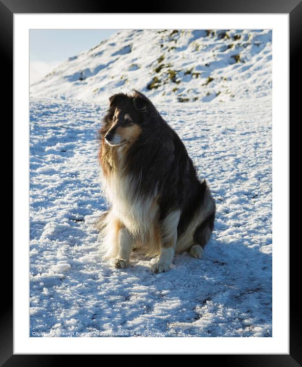 Rough collie sitting on snow at the Malvern Hills Framed Mounted Print by Keith Bowser