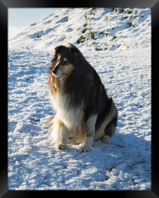 Rough collie sitting on snow at the Malvern Hills Framed Print by Keith Bowser