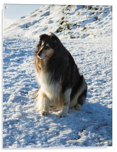 Rough collie sitting on snow at the Malvern Hills Acrylic by Keith Bowser