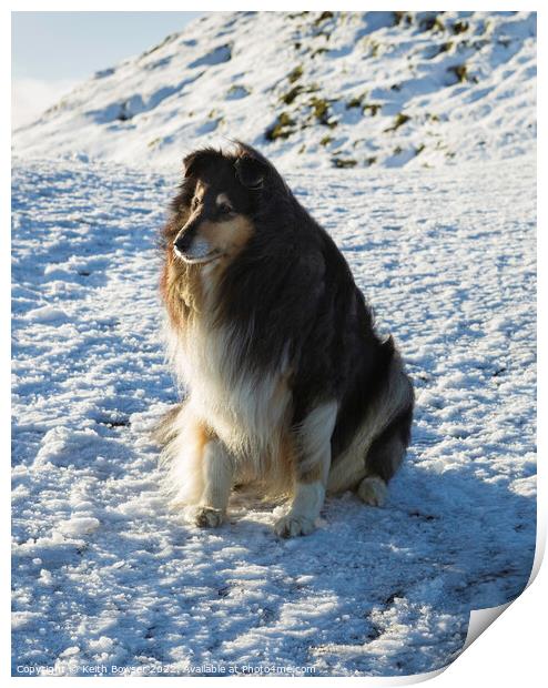 Rough collie sitting on snow at the Malvern Hills Print by Keith Bowser