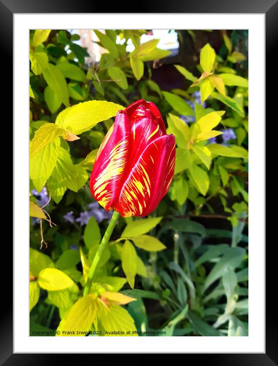 Beautiful Varigated Tulip Framed Mounted Print by Frank Irwin