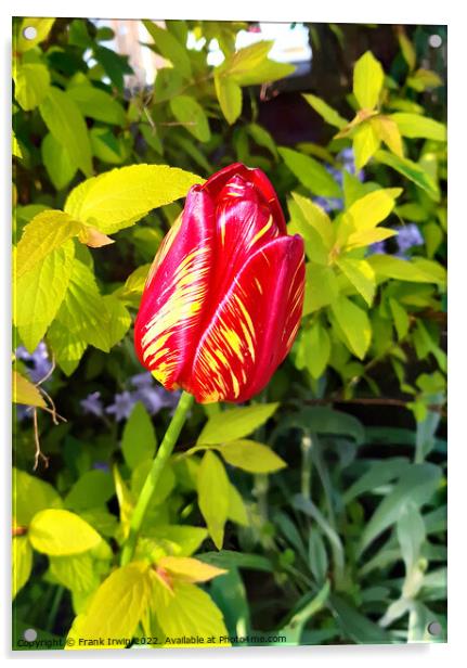 Beautiful Varigated Tulip Acrylic by Frank Irwin