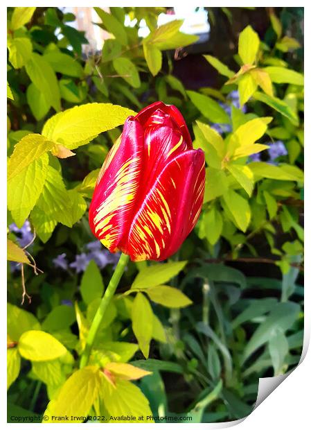 Beautiful Varigated Tulip Print by Frank Irwin