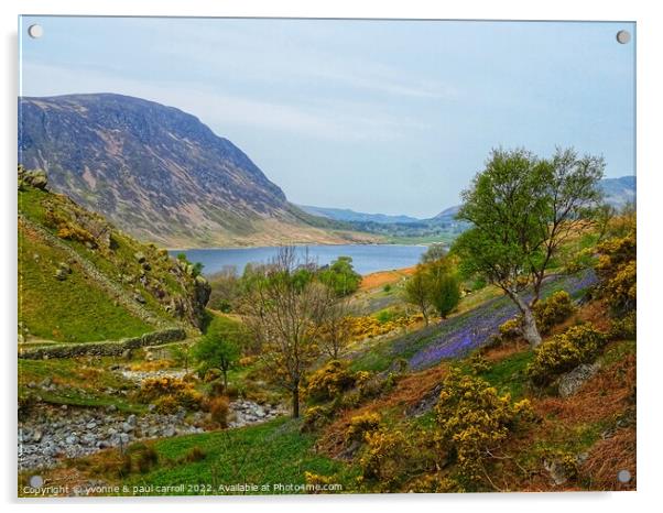 Rannardale bluebells and gorse Acrylic by yvonne & paul carroll