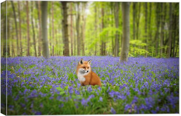 Fox In The Bluebells Canvas Print by Picture Wizard