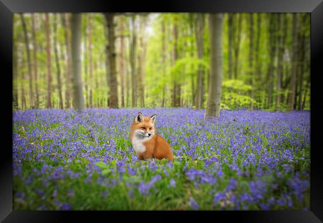 Fox In The Bluebells Framed Print by Picture Wizard