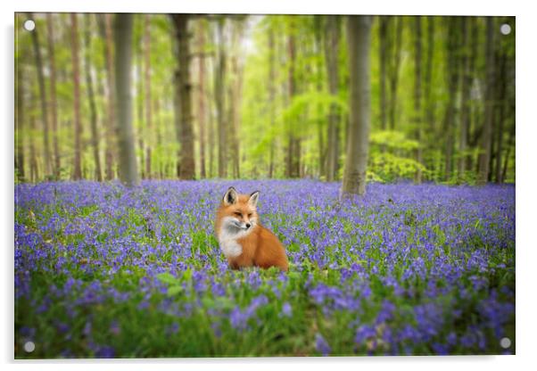 Fox In The Bluebells Acrylic by Picture Wizard