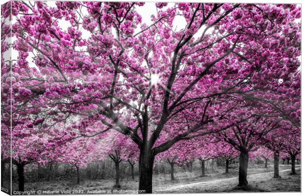 Cherry blossoms with sunrays Canvas Print by Melanie Viola