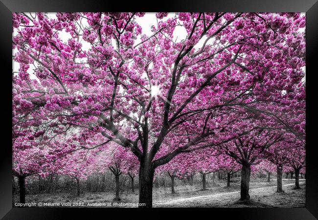 Cherry blossoms with sunrays Framed Print by Melanie Viola