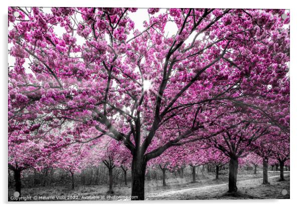 Cherry blossoms with sunrays Acrylic by Melanie Viola
