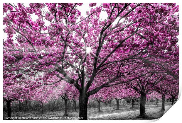 Cherry blossoms with sunrays Print by Melanie Viola