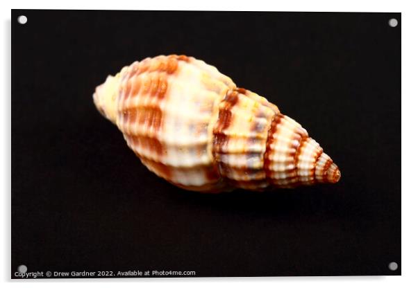Whelk Seashell Acrylic by Drew Gardner