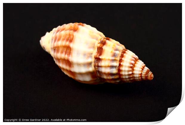Whelk Seashell Print by Drew Gardner