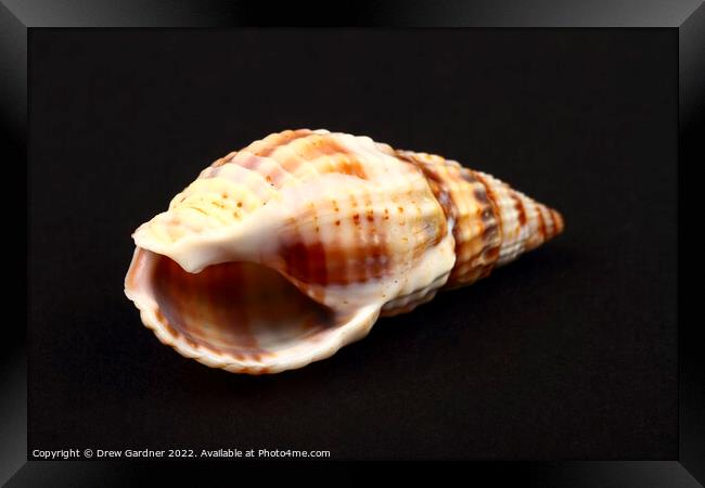 Whelk Seashell Framed Print by Drew Gardner