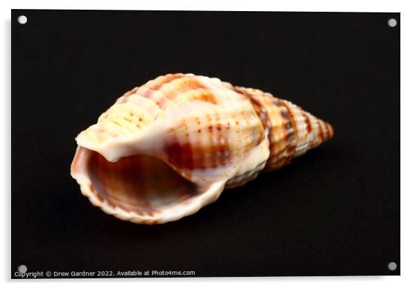 Whelk Seashell Acrylic by Drew Gardner