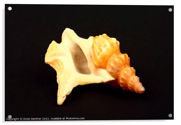 Pelican's Foot Seashell Acrylic by Drew Gardner