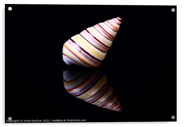 Soldier Seashell Acrylic by Drew Gardner
