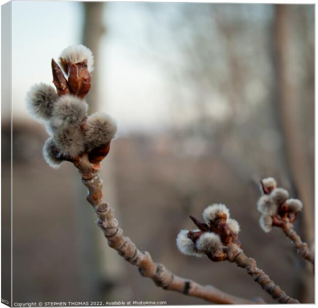 Poplar Catkins in the Evening Canvas Print by STEPHEN THOMAS