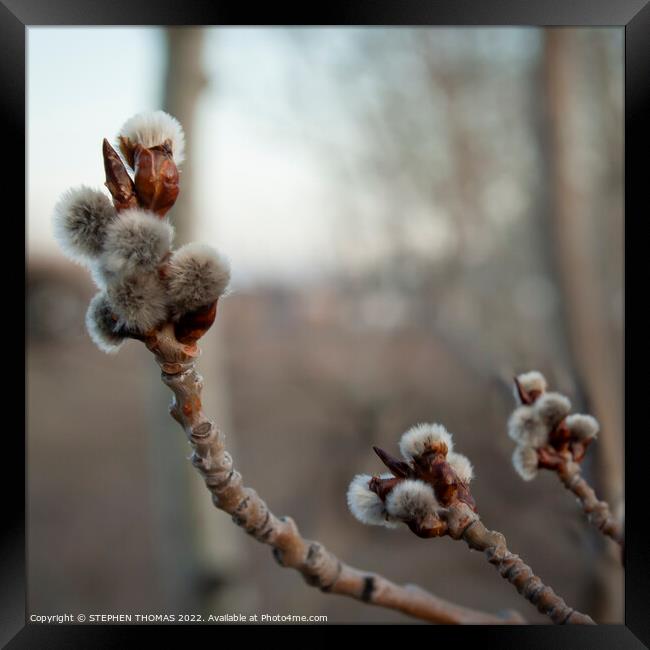 Poplar Catkins in the Evening Framed Print by STEPHEN THOMAS