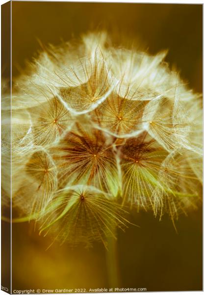 Sepia Dandelion Canvas Print by Drew Gardner