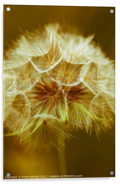 Sepia Dandelion Acrylic by Drew Gardner