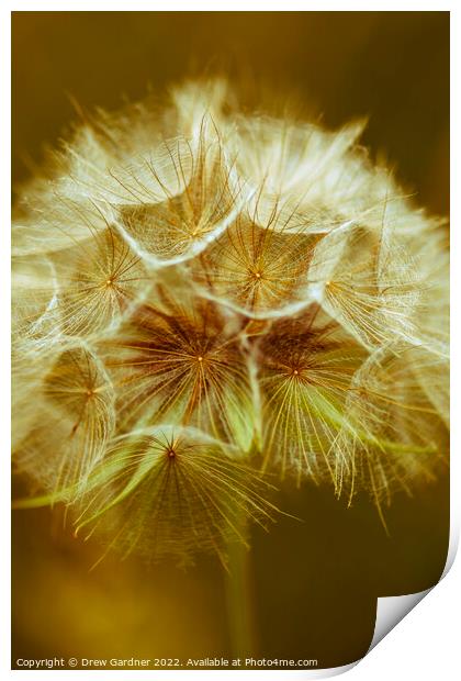 Sepia Dandelion Print by Drew Gardner