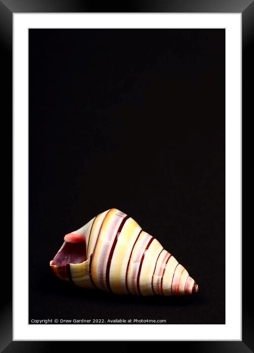 Soldier Seashell Framed Mounted Print by Drew Gardner