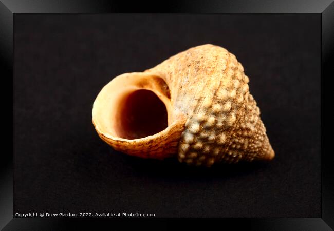 Rock Snail Seashell Framed Print by Drew Gardner