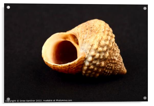 Rock Snail Seashell Acrylic by Drew Gardner