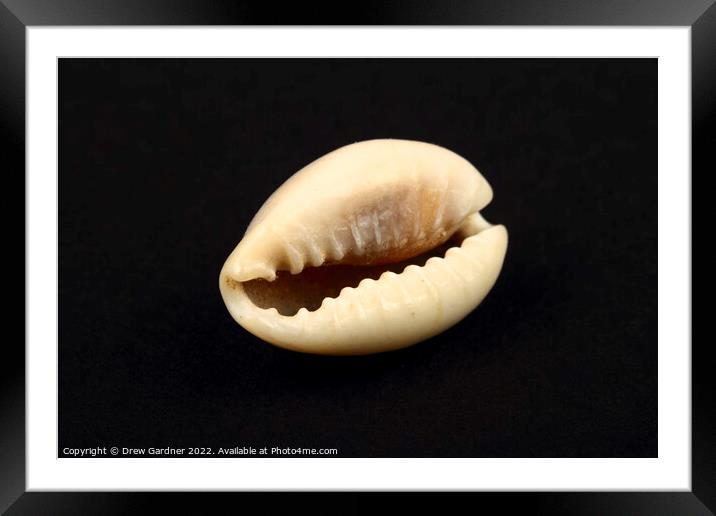 Ring Top Cowry Seashell Framed Mounted Print by Drew Gardner