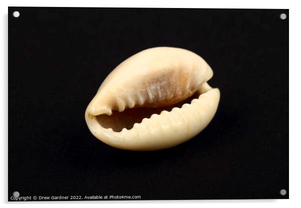 Ring Top Cowry Seashell Acrylic by Drew Gardner