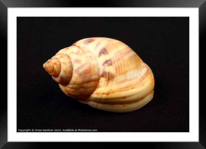 Honey Whelk Seashell Framed Mounted Print by Drew Gardner