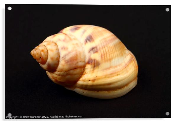 Honey Whelk Seashell Acrylic by Drew Gardner